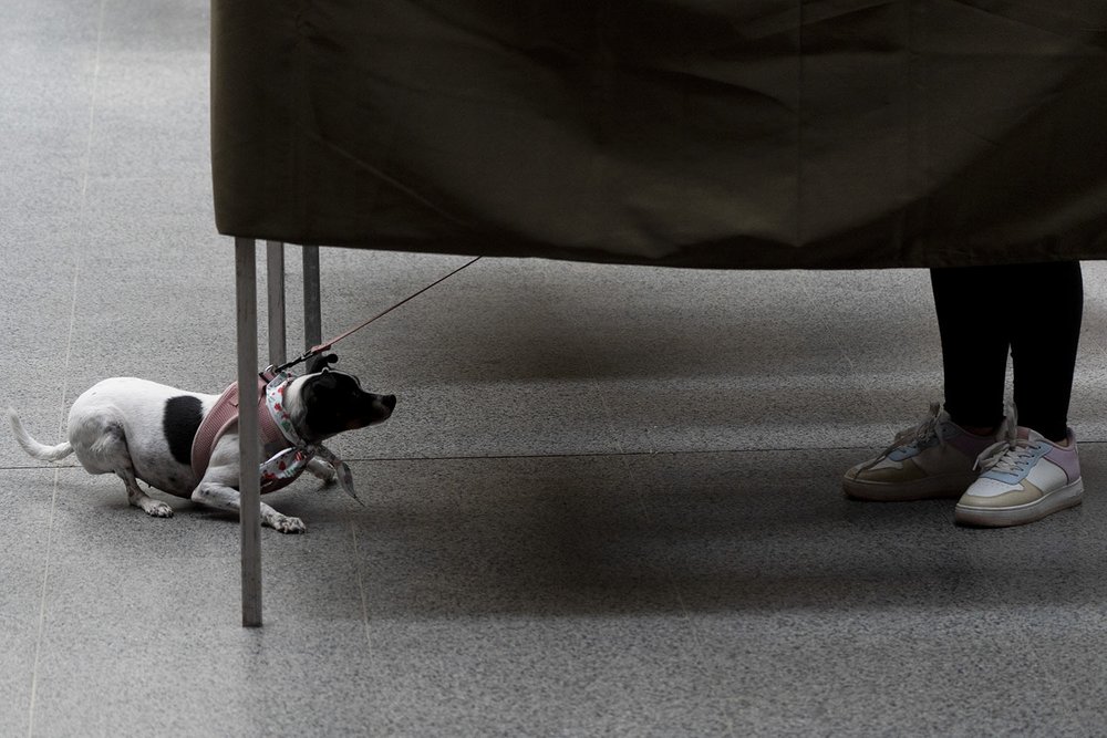  A dog stands under the voting booth with its caretaker who votes on a new constitution in Santiago, Chile, Dec. 17, 2023. Chileans voted in a referendum against replacing the current constitution which dates back to the military dictatorship of Gen.