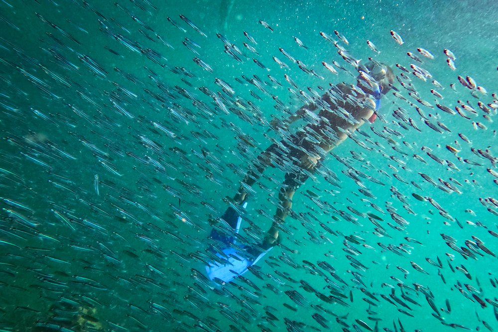  A snorkeler watches a shoal of fish near a shipwreck off Cubagua Island, Venezuela, Jan. 14, 2024. (AP Photo/Matias Delacroix) 