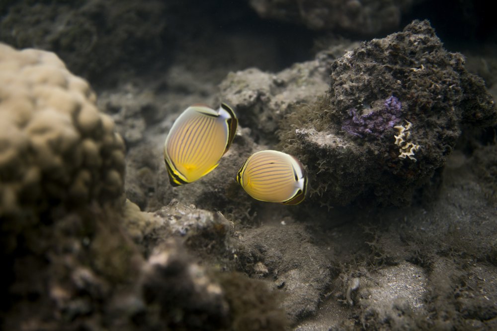  Butterflyfish swim along the coral reef in Teahupo'o, Tahiti, French Polynesia, Monday, Jan. 15, 2024. (AP Photo/Daniel Cole)    