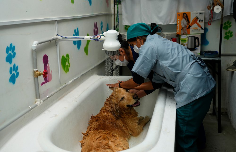  Inmates bathe a golden retriever dog on the opening day of the pet salon at the Obrajes women's jail in La Paz, Bolivia, Tuesday, Feb. 6, 2024. Inmates inaugurated "La Perruqueria," with a play on the word "perro," or dog, where they offer low cost 