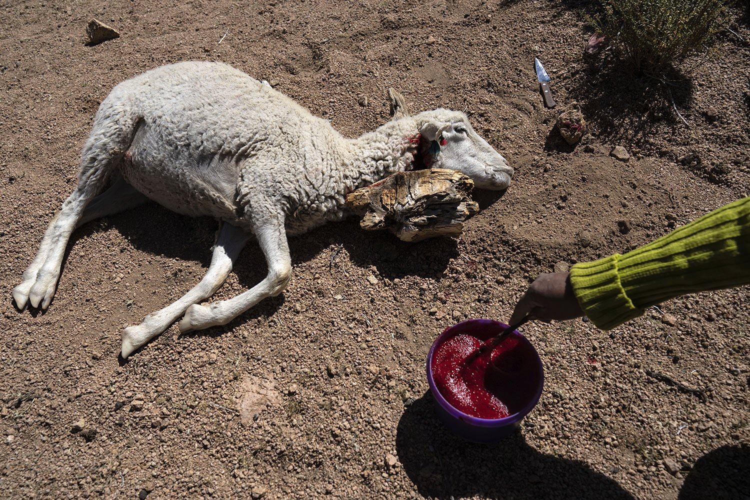 Vilma Callata, 45, collects blood from a slaughtered sheep in Tusaquillas, Jujuy Province, Argentina, April 23, 2023.  