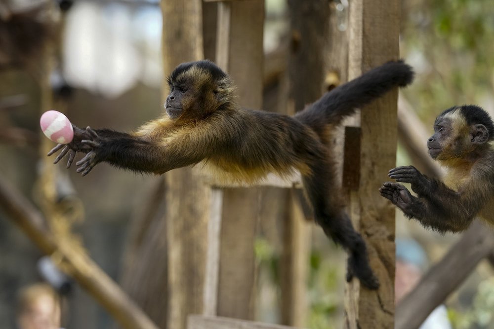  A monkey reaches out to catch an Easter egg filled with treats, tossed by a zookeeper at the Buin Zoo in Santiago, Chile, March 31, 2024. (AP Photo/Esteban Felix) 