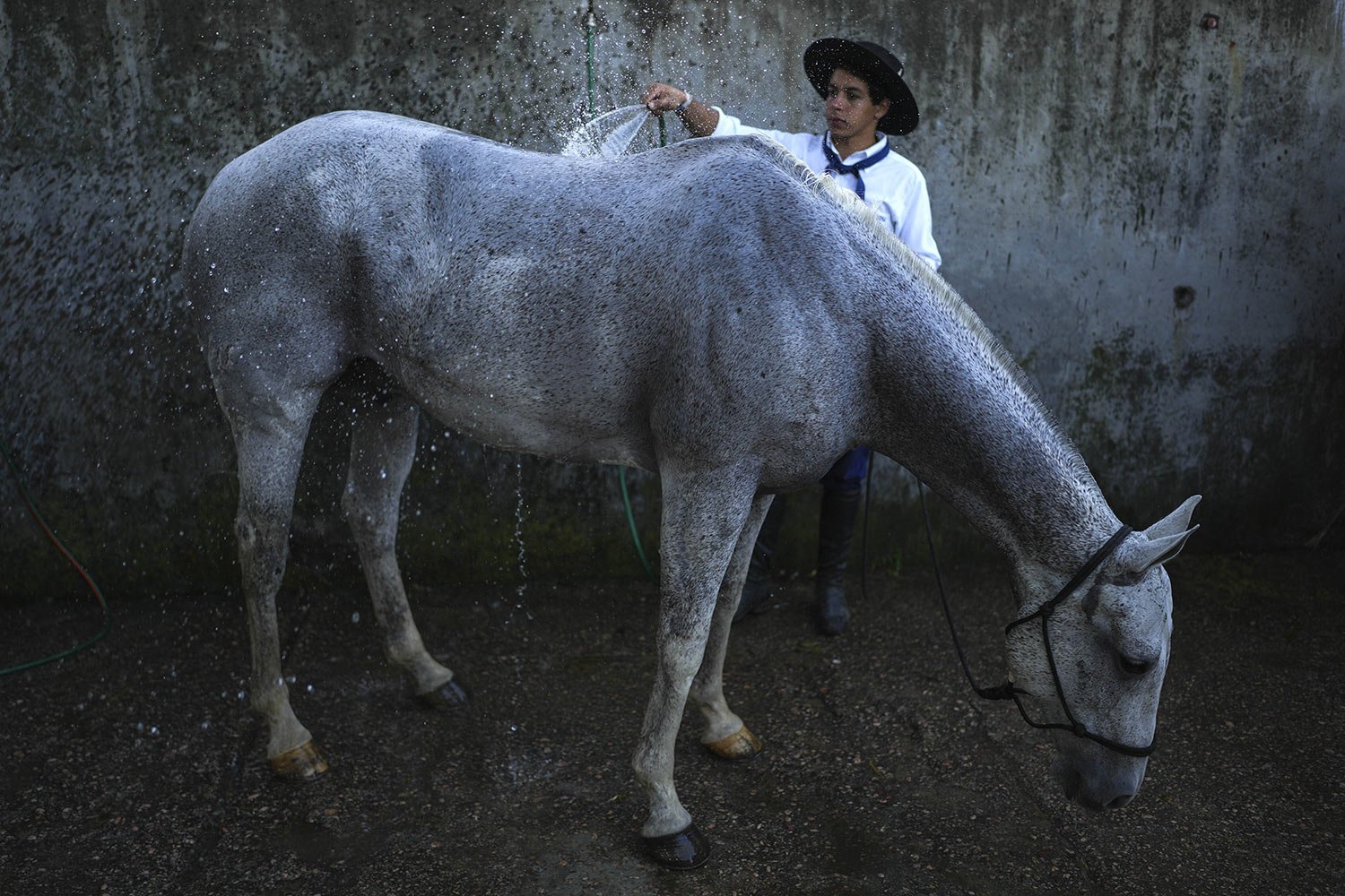  A gaucho or South American cowboy bathes a horse during the Criolla Week rodeo festival, in Montevideo, Uruguay, March 26, 2024. The rodeo has been a Holy Week tradition since 1925. (AP Photo/Matilde Campodonico) 