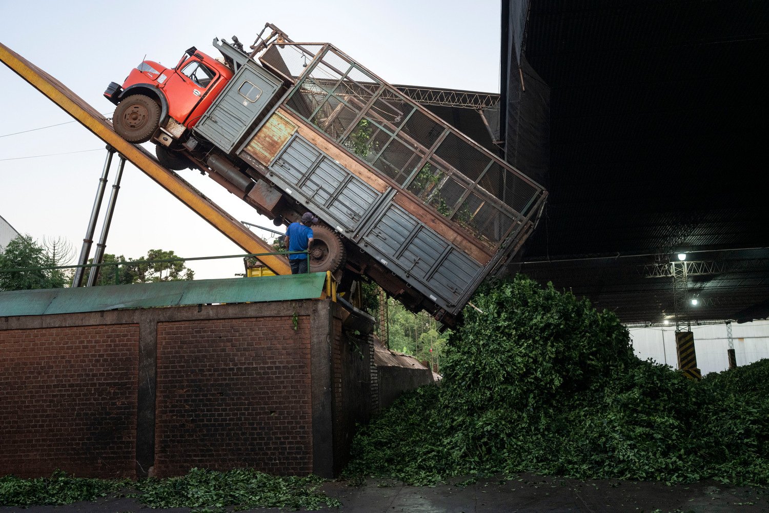  Harvested yerba mate leaves are unloaded at the Andresito Cooperative in Andresito, in Argentina's Misiones Province, April 18, 2024. For decades Argentina's government has supported the industry with price controls and subsidies, but to fix Argenti