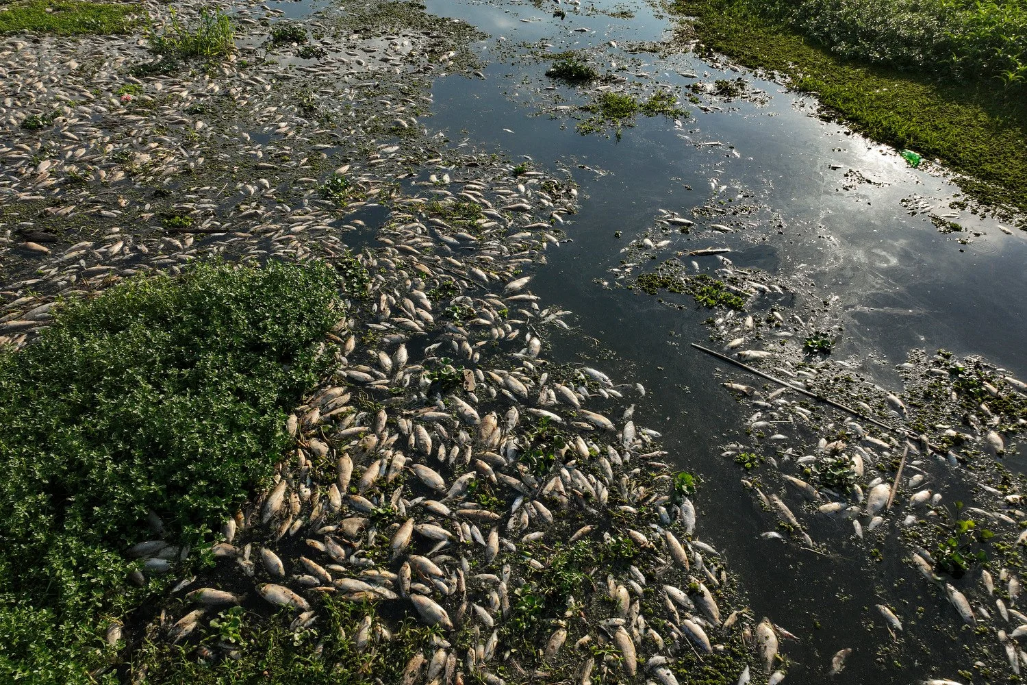 Dead flish float on the banks of the Piracicaba River in a rural area of Piracicaba, Sao Paulo state, Brazil, July 17, 2024. The state's environmental agency said the cause is irregular dumping of industrial waste into the river. (AP Photo/Andre Pen