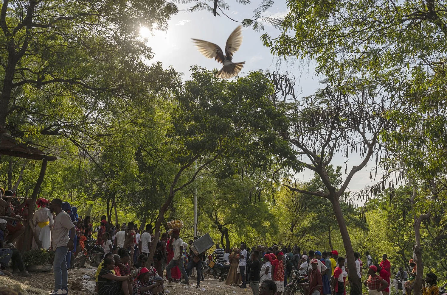  A dove takes flight as people attend the St. George vodou celebration in Port-au-Prince, Haiti, April 24, 2024. Hundreds of Haitians flocked to the hill for the annual celebration of St. George, a Christian martyr who was believed to be a Roman sold