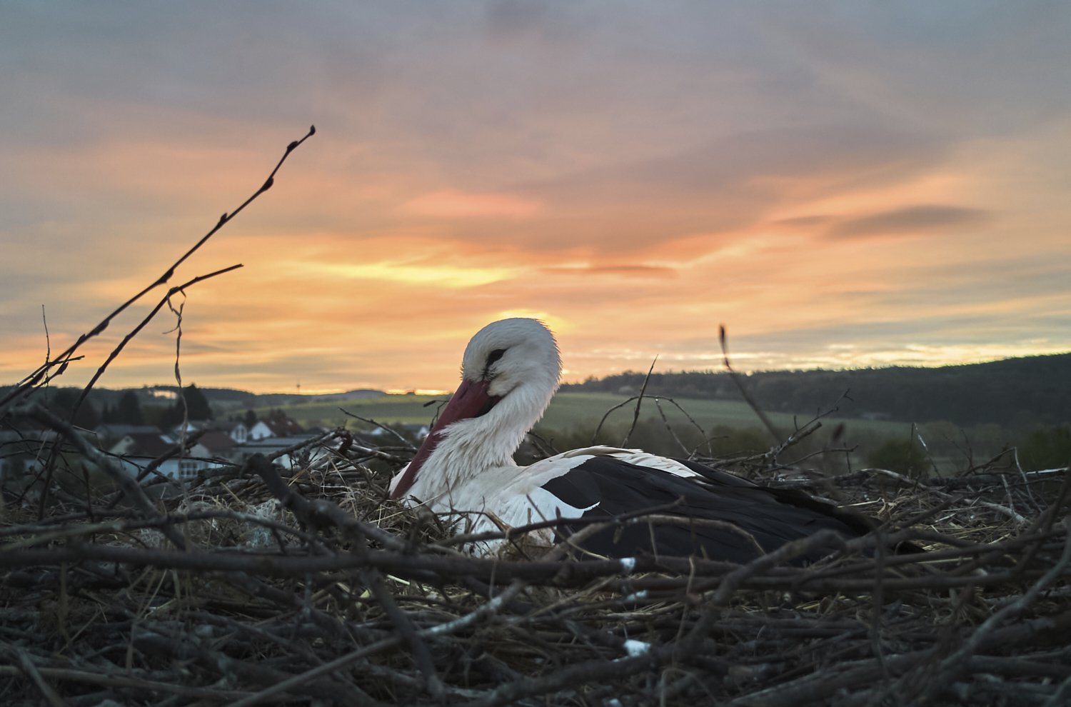 A storks sits in its nest in Wehrheim near Frankfurt, Germany, before sunrise on Tuesday, April 22, 2025. (AP Photo/Michael Probst)