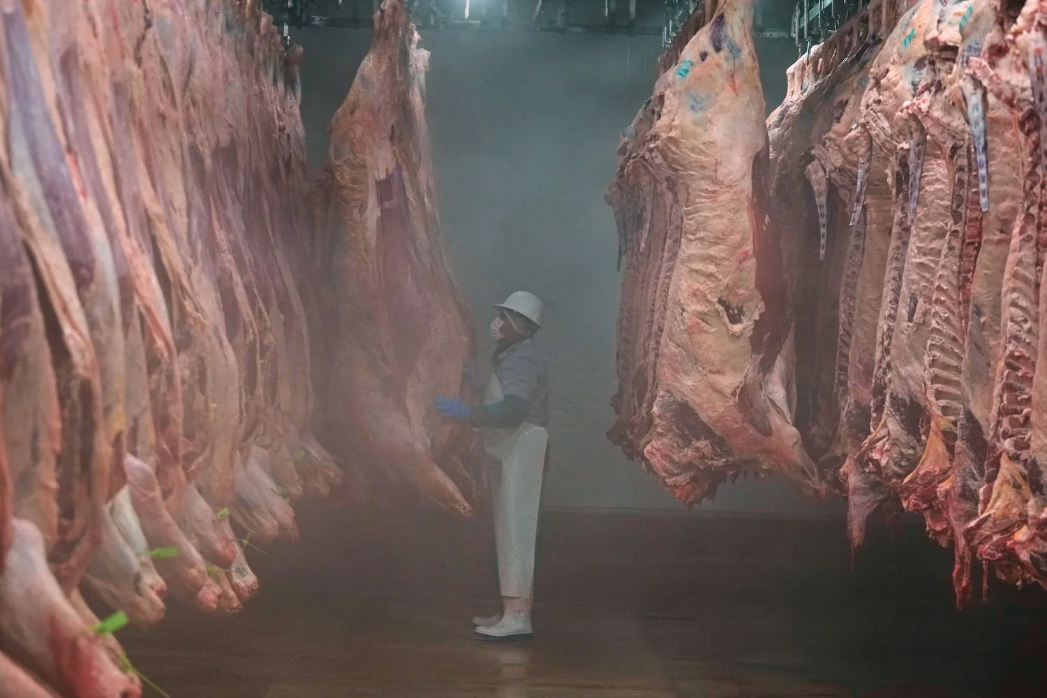 A worker sorts beef carcasses at an export-oriented slaughterhouse in Hermosillo, Mexico, July 28, 2025. (AP Photo/Fernando Llano)