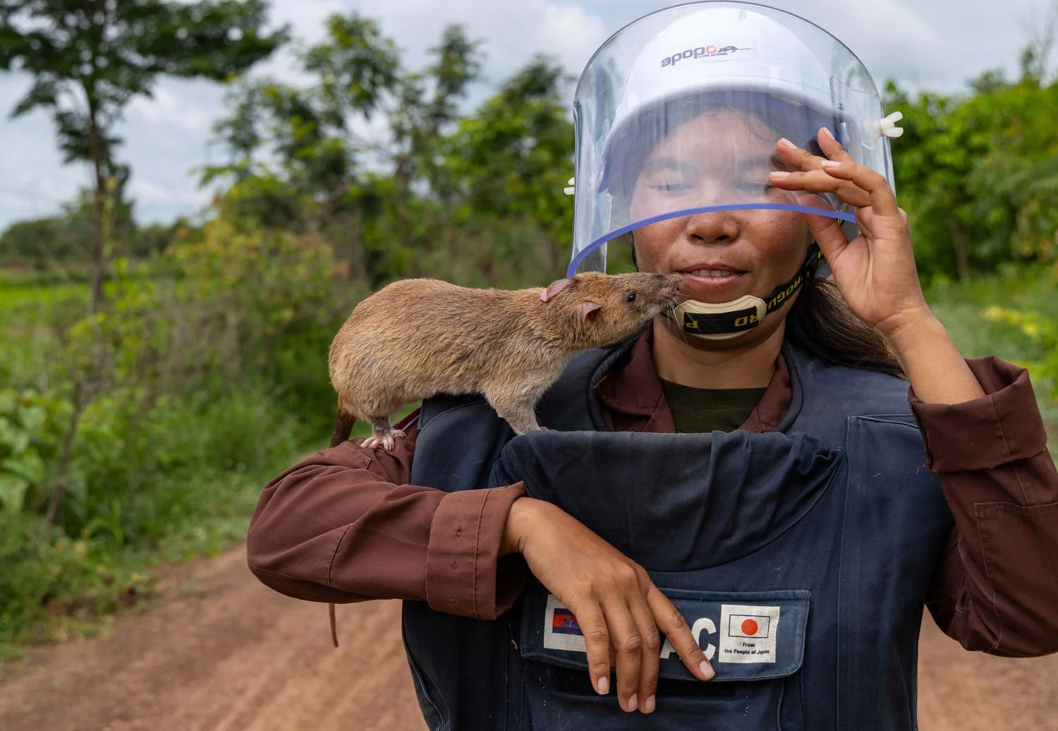 Mott Sreymom, a rat handler with the APOPO humanitarian de-mining organization, carries an African giant pouched rat back from a landmine field in Siem Reap, Cambodia, June 10, 2025. (AP Photo/Anton L. Delgado)