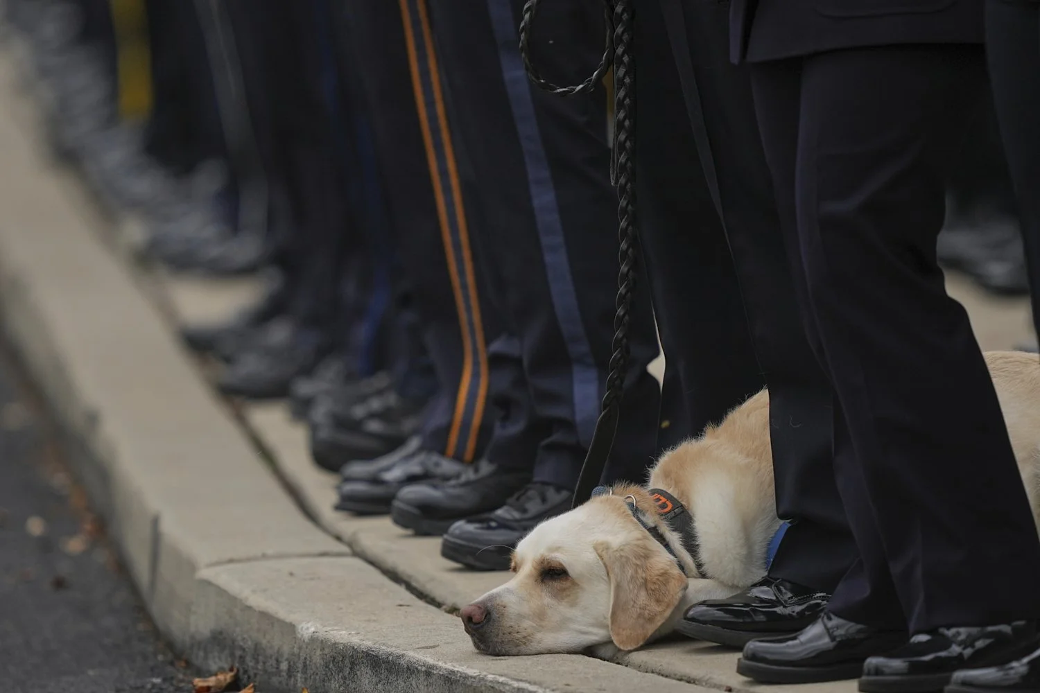 A dog accompanies officers as they wait for the conclusion of funeral services for slain Northern York County Regional Police detectives Cody Michael Becker, Mark Edward Baker and Isaiah Emenheiser, Thursday, Sept. 25, 2025, in Red Lion, Pa. (AP Pho