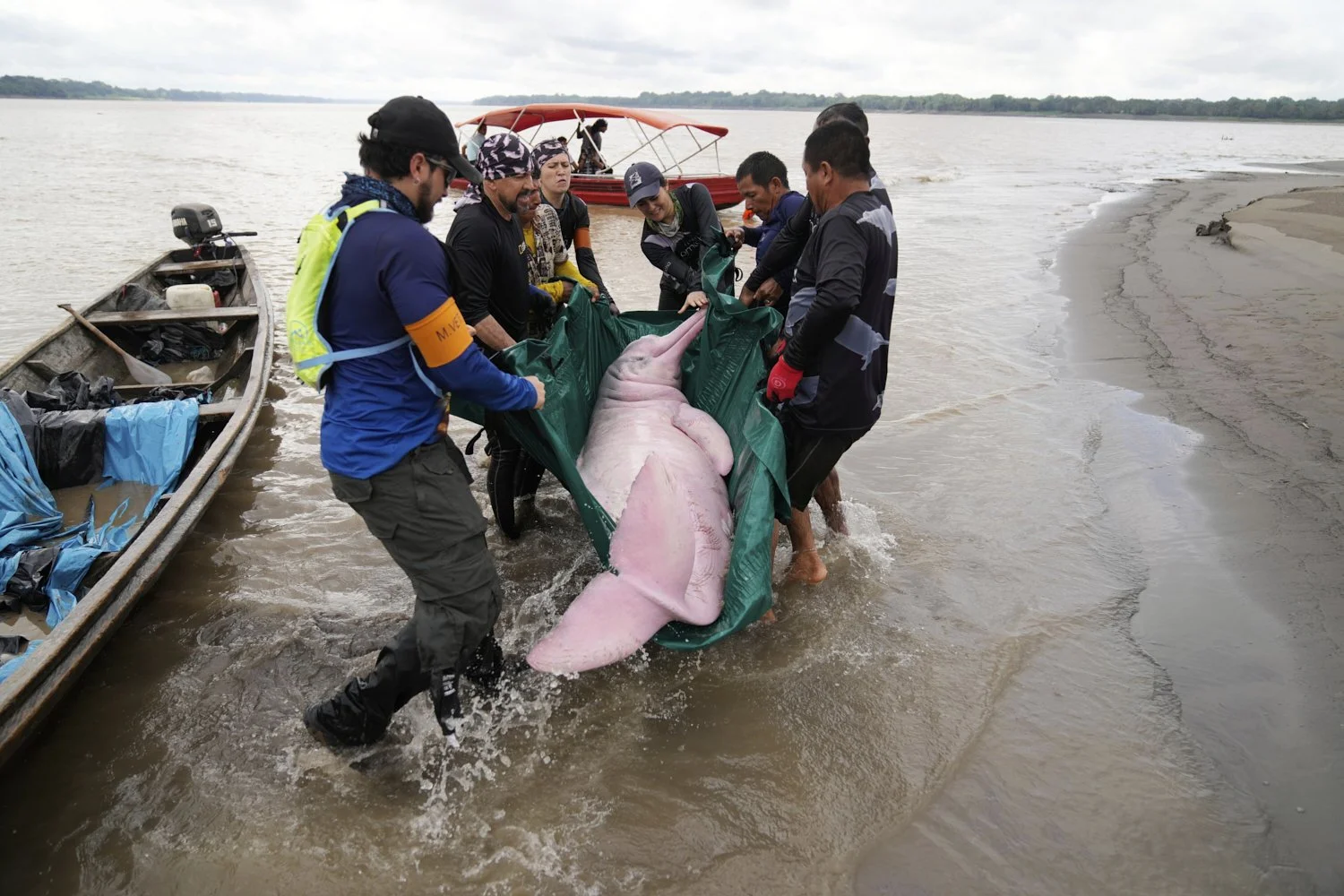 Scientists and veterinarians capture a pink river dolphin in the Amazon River for health checks in Puerto Narino, Colombia, Sunday, Sept. 7, 2025. (AP Photo/Fernando Vergara)