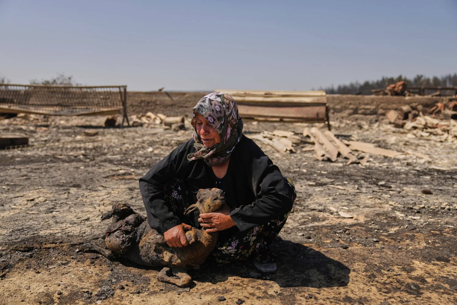 Local farmer Turkan Ozkan, 64, cries next to one of her animals killed during a fire in Guzelyeli, on the outskirts of Canakkale, northwest Turkey, Aug. 12, 2025. (AP Photo/Khalil Hamra)