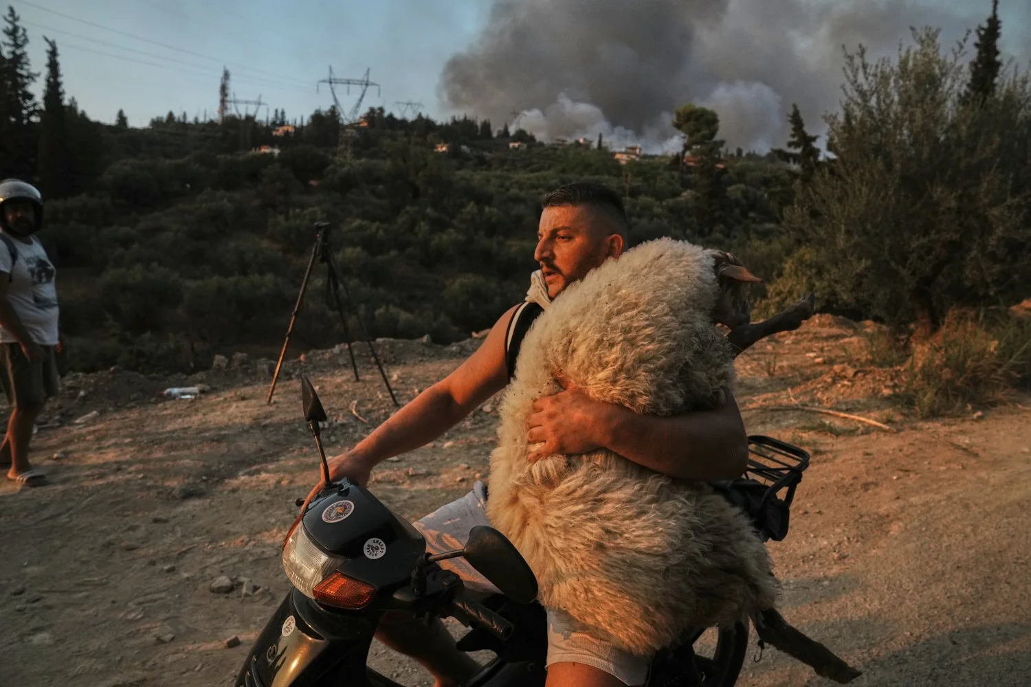 Olsjen Mucobega, 32, from Albania who lives in Greece, uses his motorcycle to evacuate a sheep from a wildfire in Patras, Greece, Aug. 13, 2025. (AP Photo/Thanassis Stavrakis)