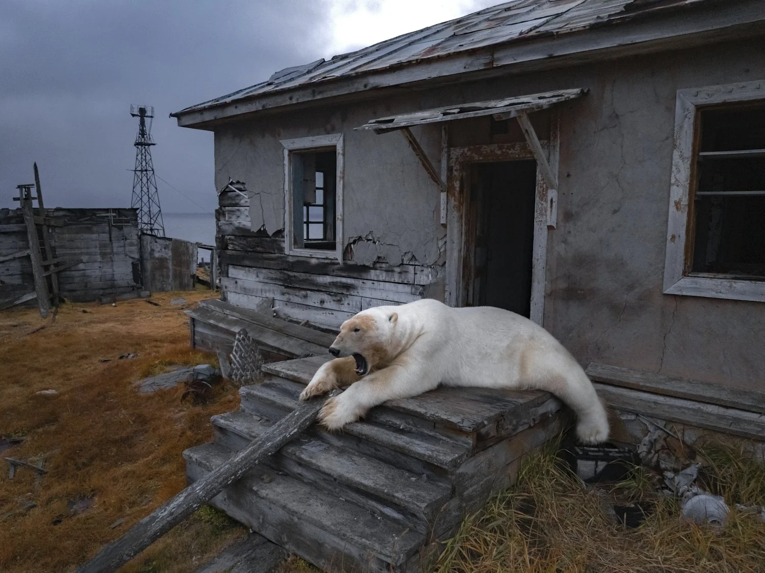  A polar bear sits on the porch at an abandoned research station on Koluchin Island, off Chukotka, Russia, Sept. 18, 2025. (AP Photo/Vadim Makhorov) 