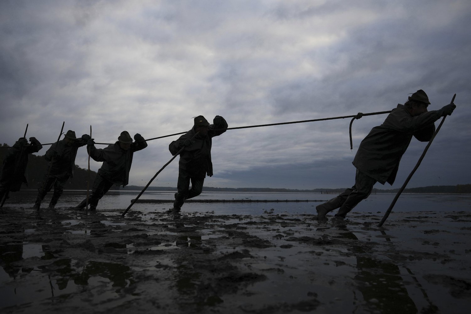  Fishermen pull on nets during a traditional fish haul of the Rozmberk pond near Trebon, Czech Republic, Oct. 17, 2025. (AP Photo/Petr David Josek) 