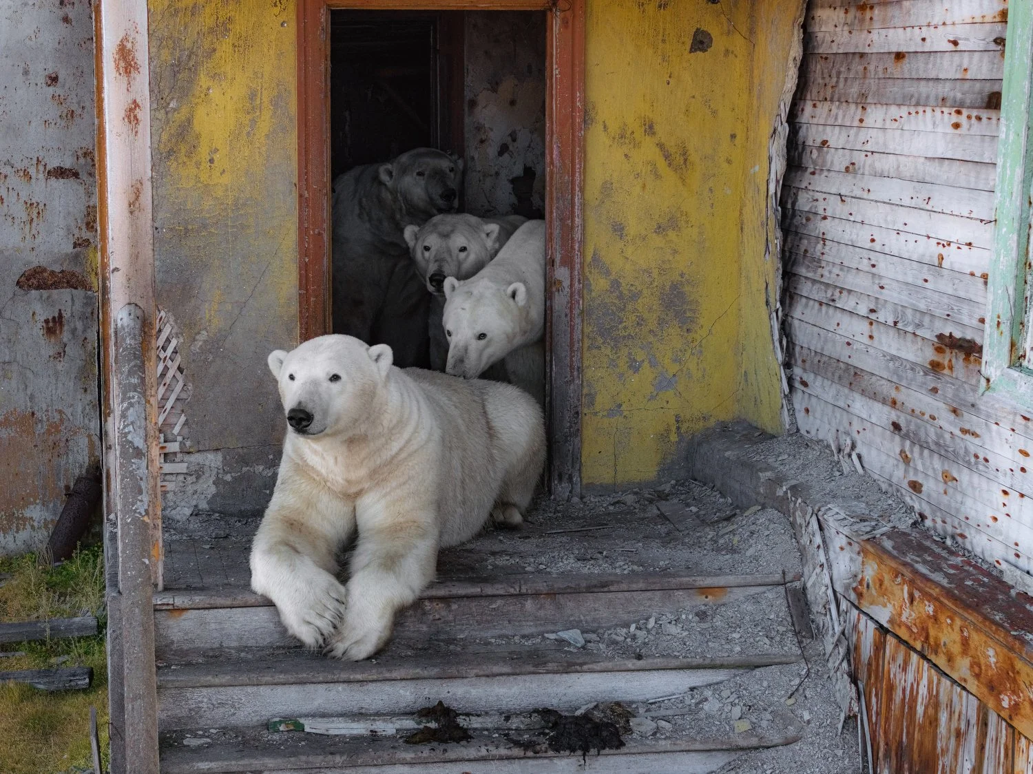 Russia Polar Bears