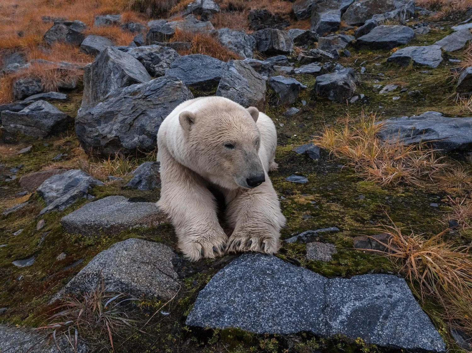 Russia Polar Bears