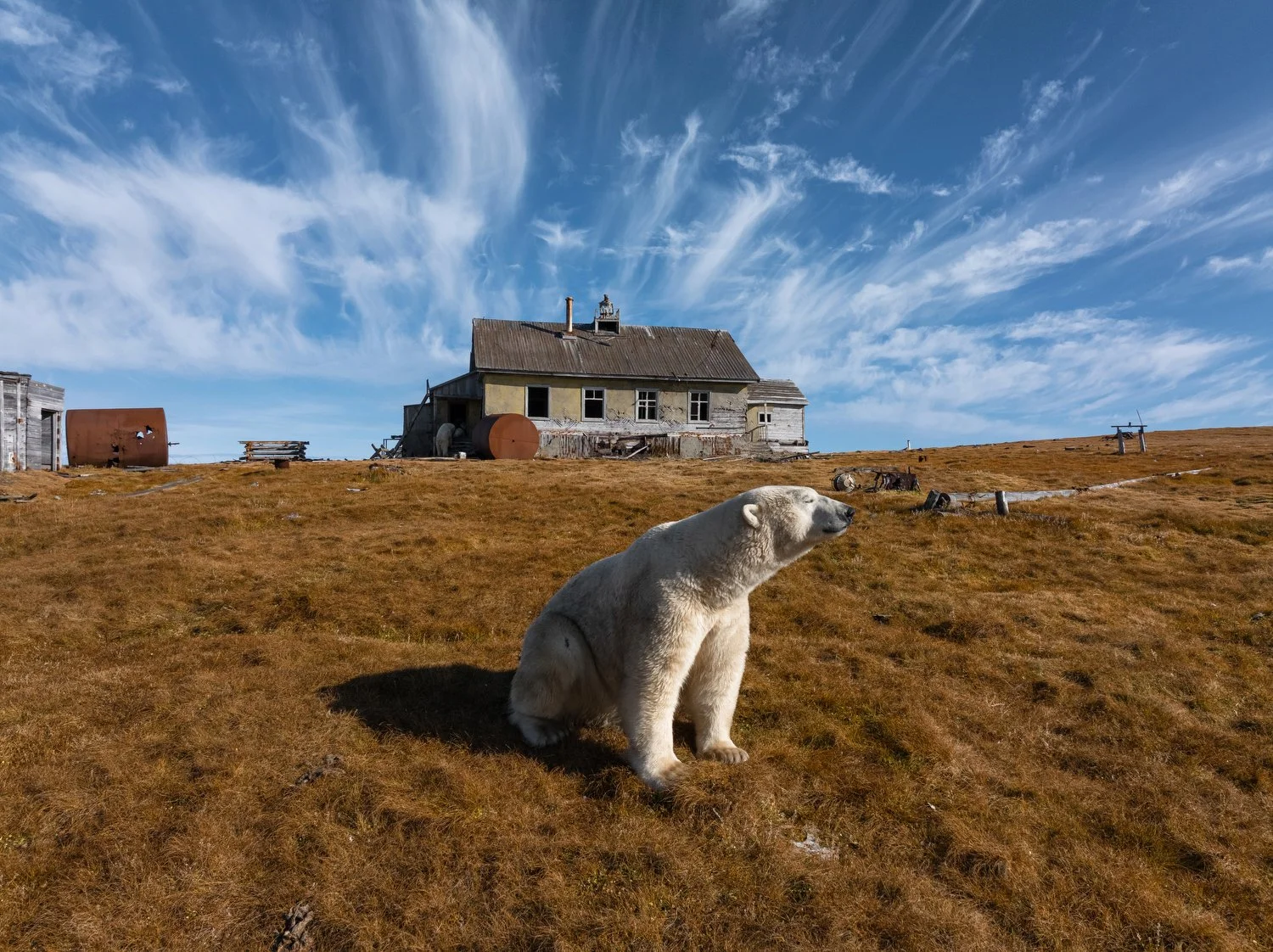 Russia Polar Bears