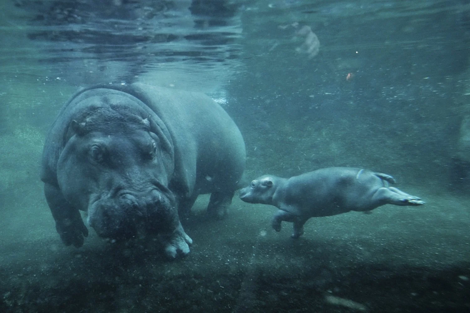  A hippo calf, born in September, explores the large water basin for the first time in public together with its mother Nala at the Zoo in Berlin, Germany, Thursday, Nov. 6, 2025. (AP Photo/Markus Schreiber) 