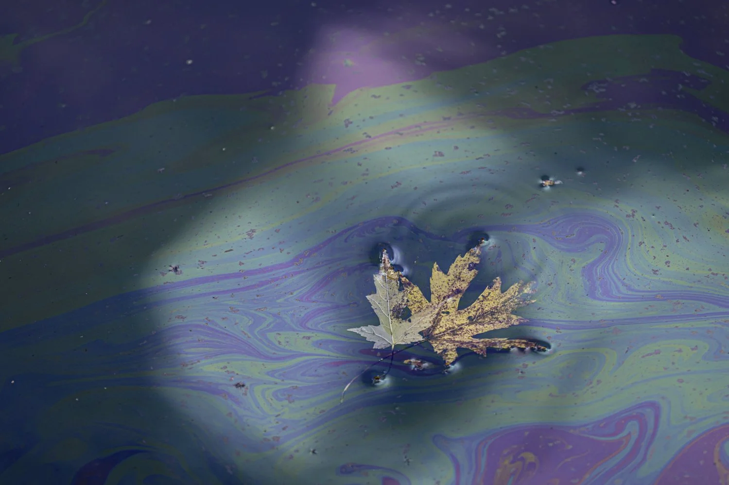  A leaf floats in oil runoff from the UPS plane crash in a waterway known as Northern Ditch, Saturday, Nov. 8, 2025, in Louisville, Ky. (AP Photo/Jon Cherry) 