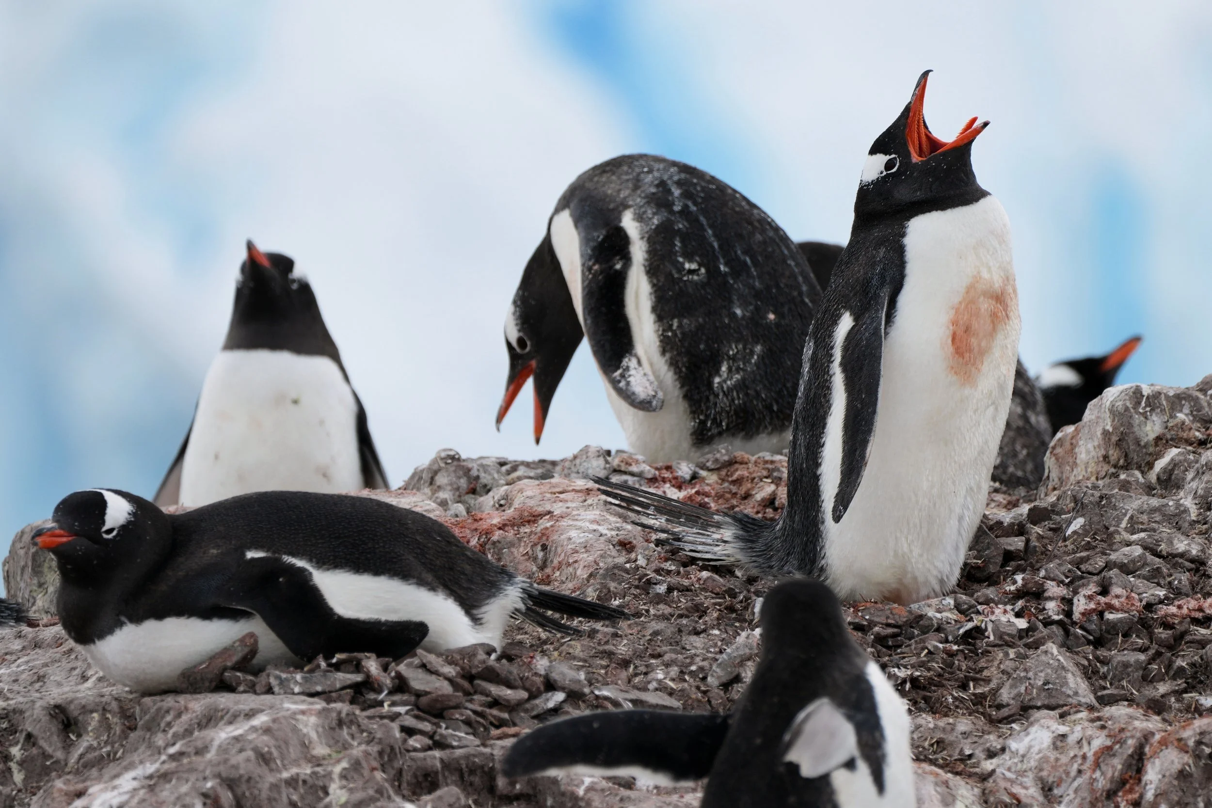  Gentoo penguins nest at Neko Harbour in Antarctica, Nov. 22, 2025. (AP Photo/Mark Baker) 