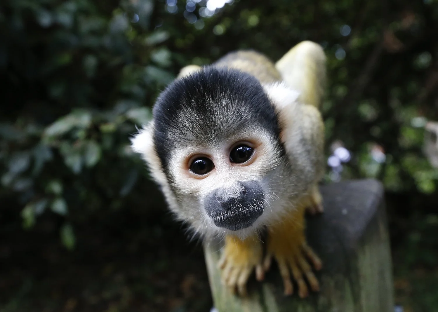  A squirrel monkey looks into the camera during a photocall at London Zoo, Aug. 21, 2014.  (AP Photo/Kirsty Wigglesworth) 