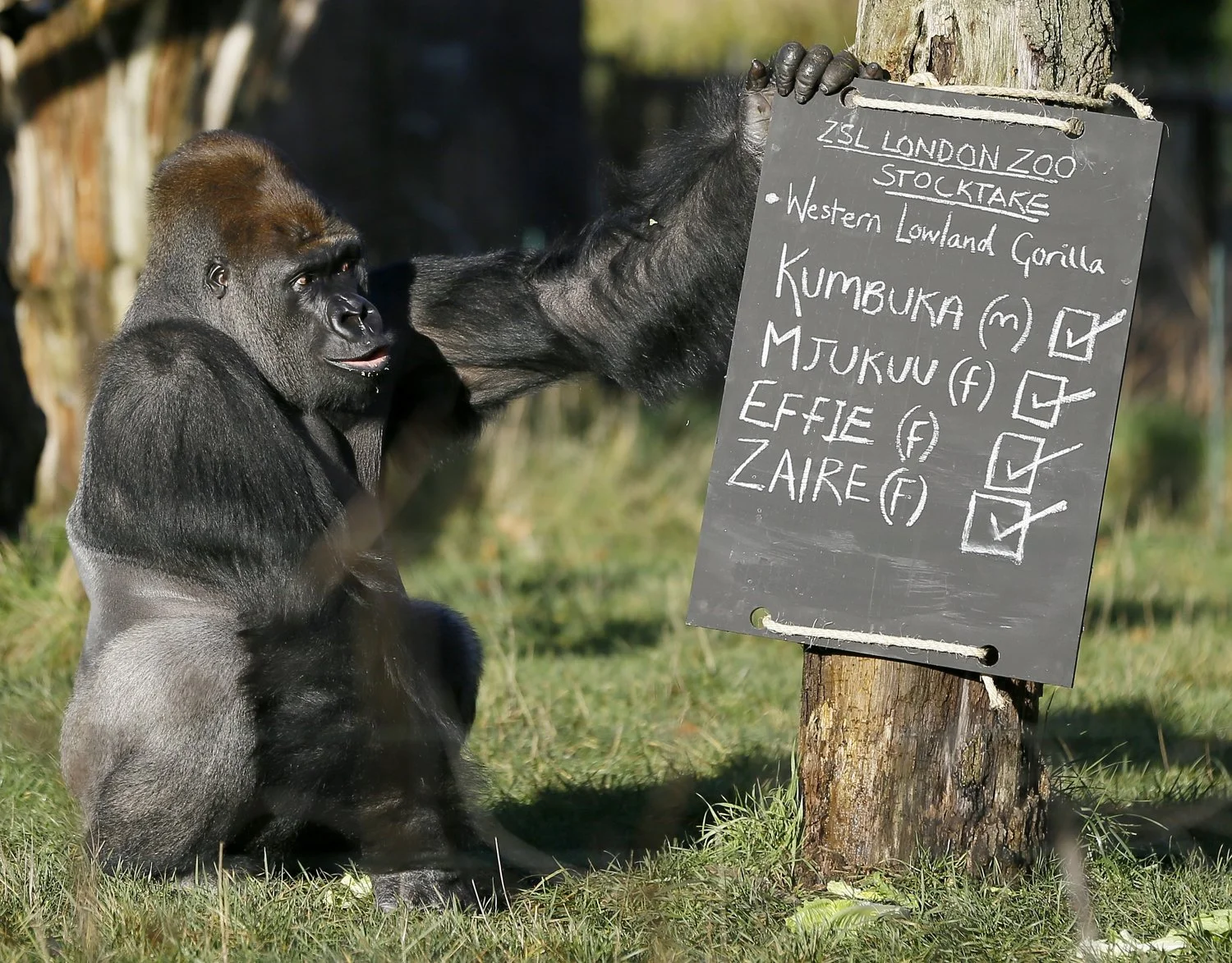  Kumbuka, a male silverback gorilla inspects the keeper's chalk board in his enclosure at London Zoo,  Jan. 2, 2014.  (AP Photo/Kirsty Wigglesworth) 