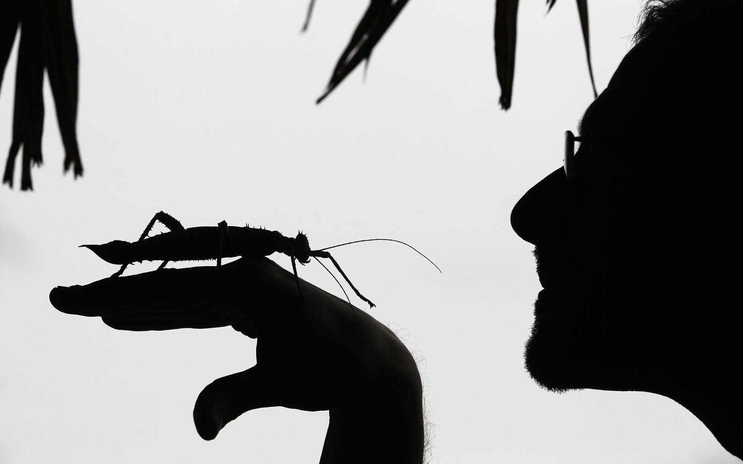  Keeper Dave Clarke is seen in silhouette as he holds a jungle nymph stick insect at London Zoo in London, Jan. 4, 2012. (AP Photo/Kirsty Wigglesworth) 