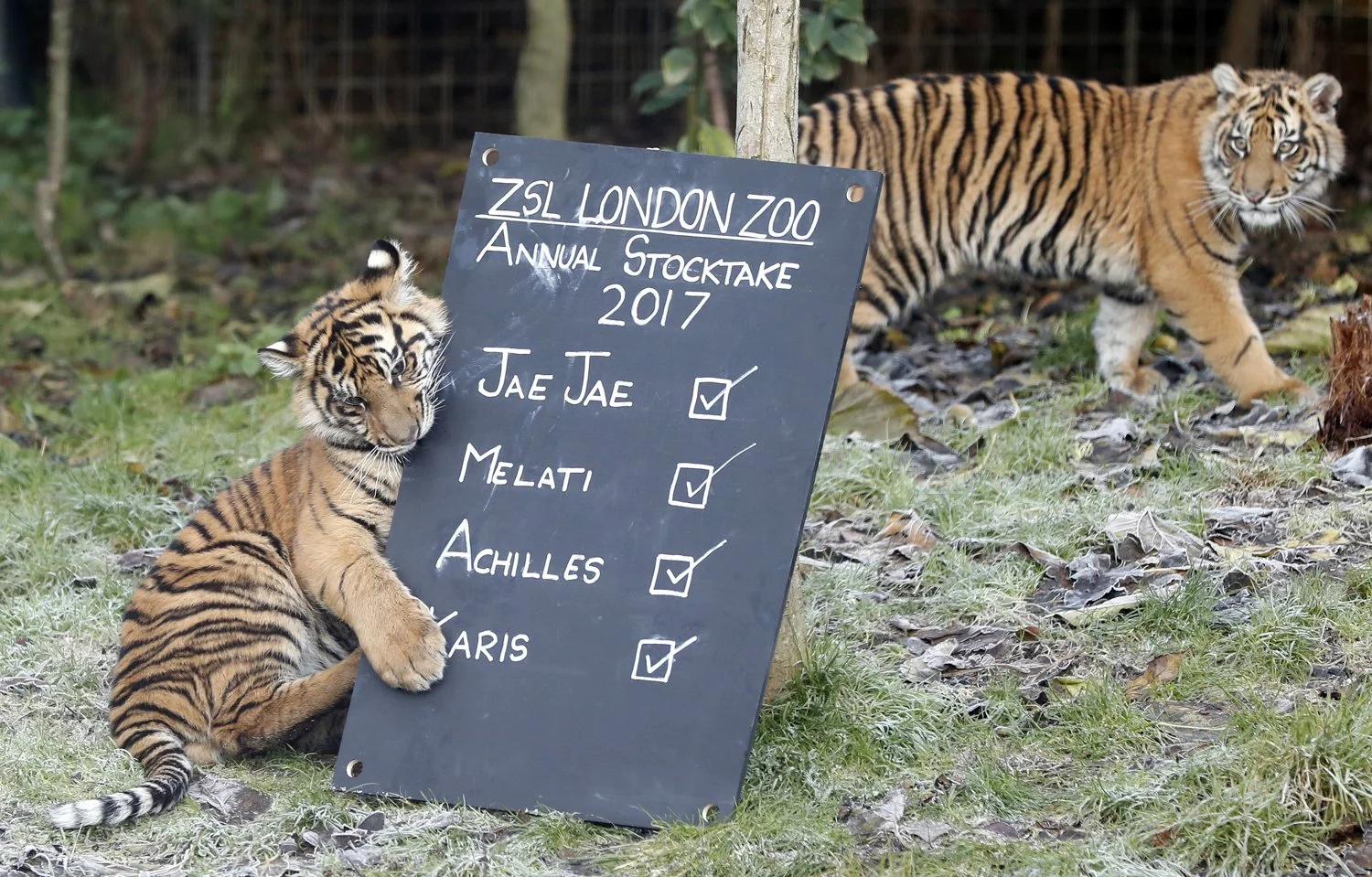  One of the six month old Sumatran tiger cubs plays with a blackboard during a photo call for the annual stock take at London Zoo in London, Jan. 3, 2017.  (AP Photo/Kirsty Wigglesworth) 
