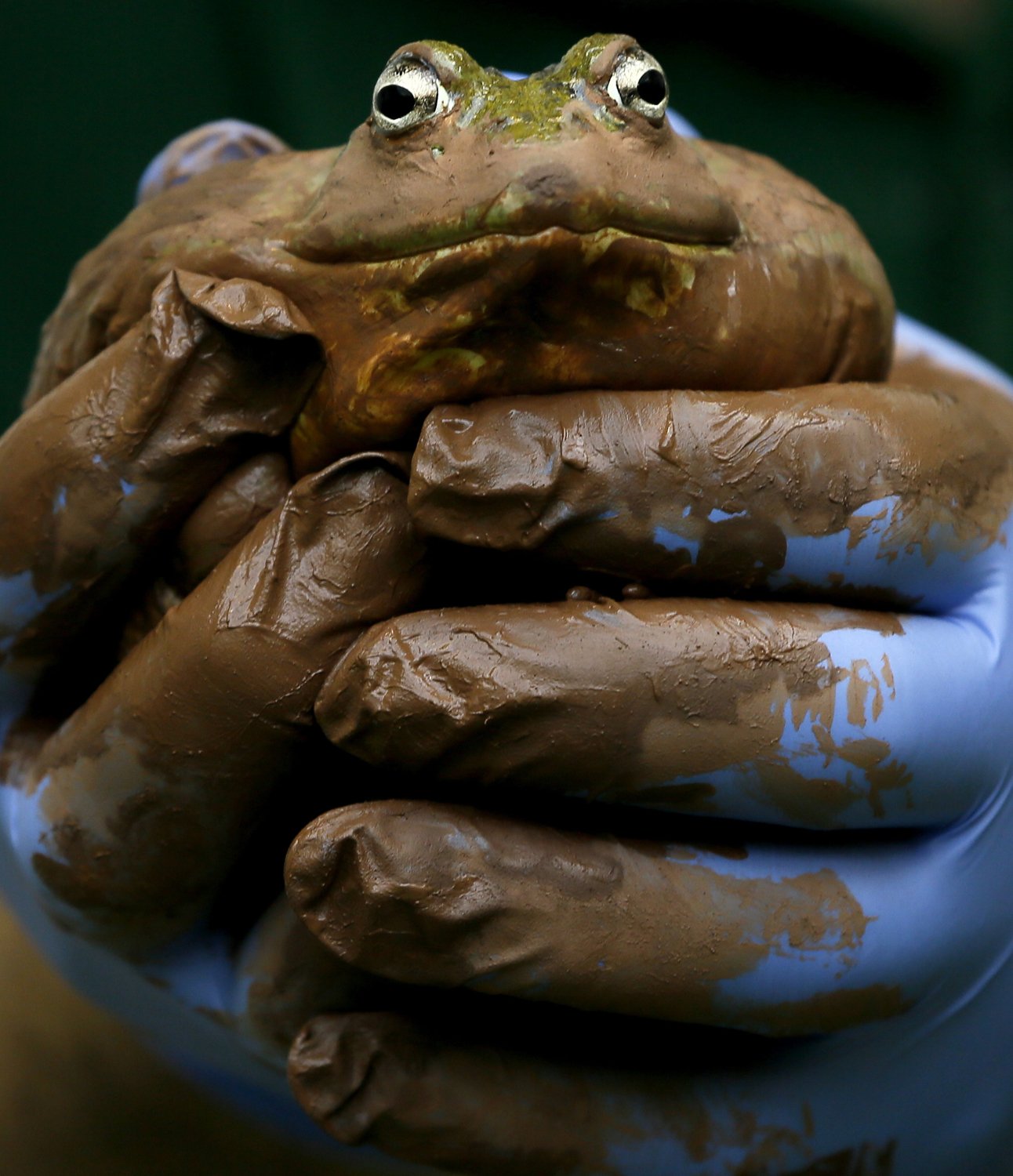  A muddy bullfrog is inspected during a photo call for the annual stock take at London Zoo,  Jan. 3, 2013. (AP Photo/Kirsty Wigglesworth) 