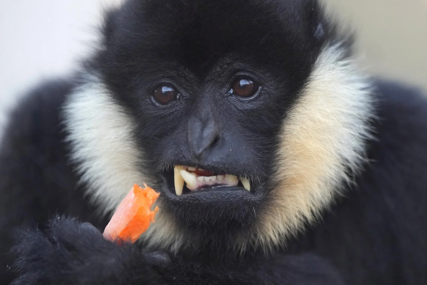 A northern white-cheeked gibbon eats a carrot during the stock take at ZSL London Zoo, in London, Jan. 3, 2024. (AP Photo/Kirsty Wigglesworth) 