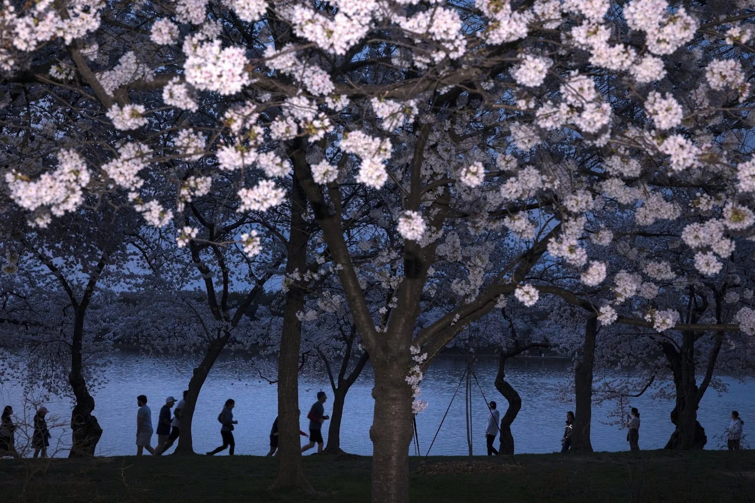  People walk among the cherry blossom trees along the tidal basin on the National Mall, March 26, 2026, in Washington. (AP Photo/Tom Brenner) 