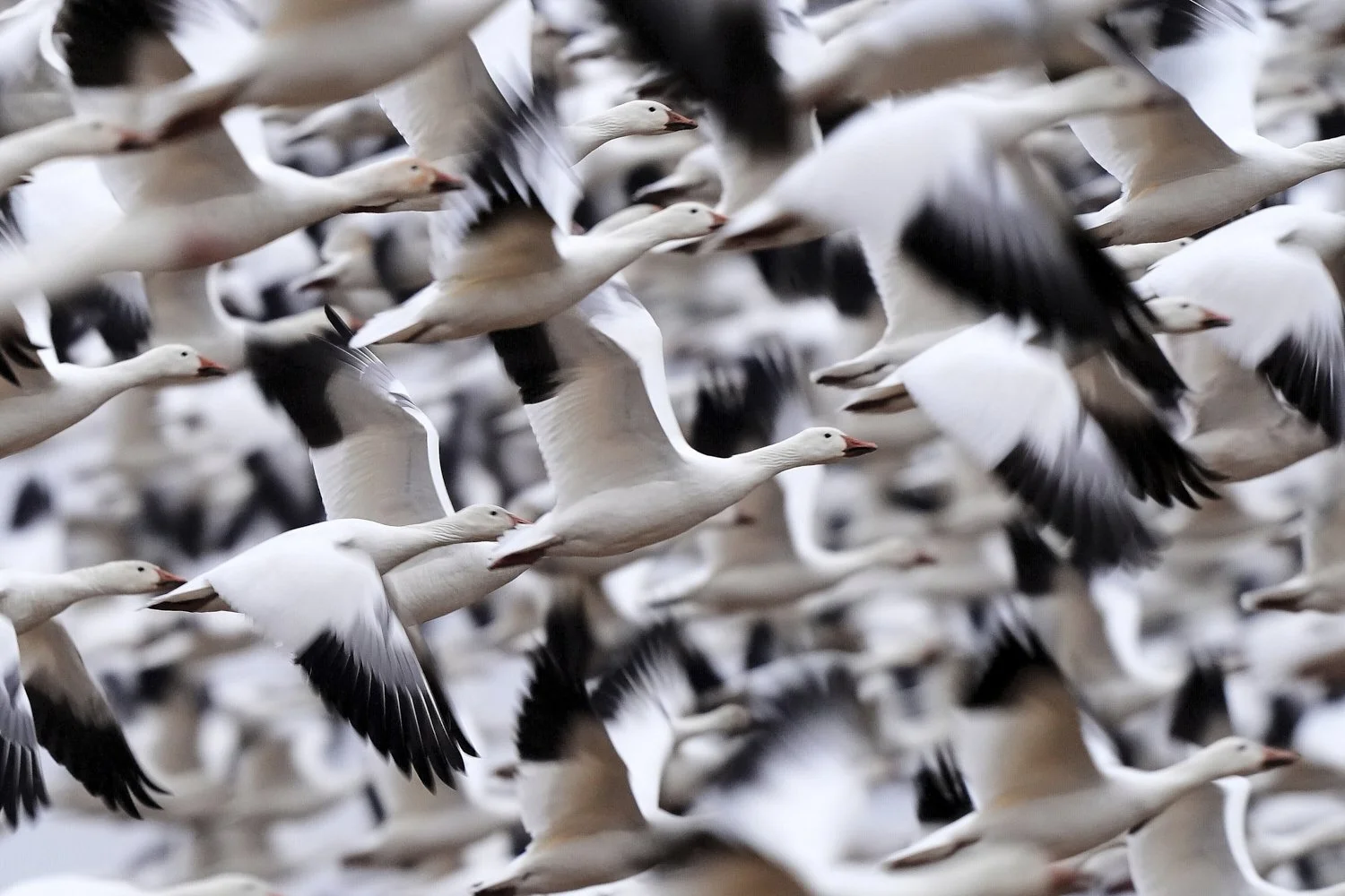  Snow geese take off to resume their northern migration after a stopover at the Middle Creek Wildlife Management Area, March 6, 2026, in Kleinfeltersville, Pa. (AP Photo/Robert F. Bukaty) 