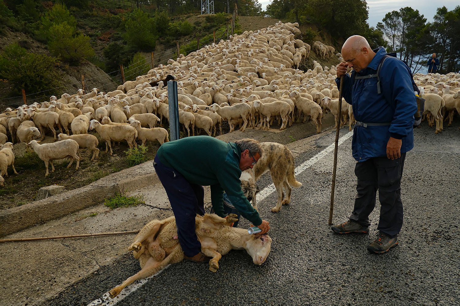 A shepherd keeps up the ancient rite of guiding sheep across northern ...