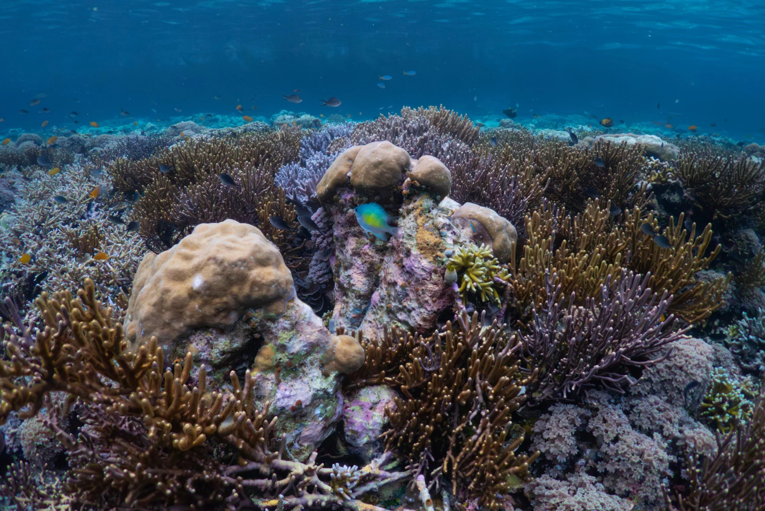 Raja+Ampat Gorgonian+Wall edit