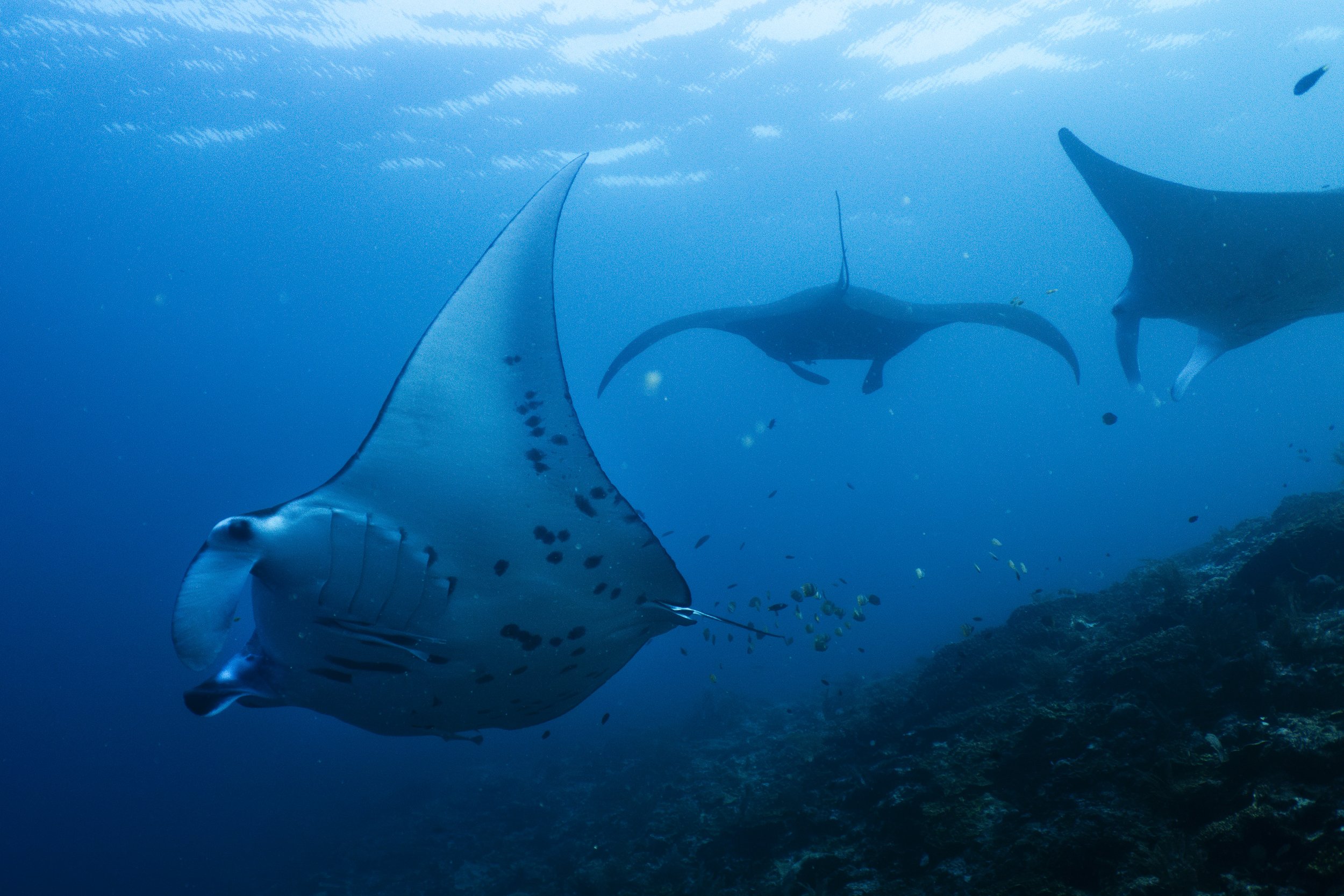 Raja+Ampat Manta+Ridge+2