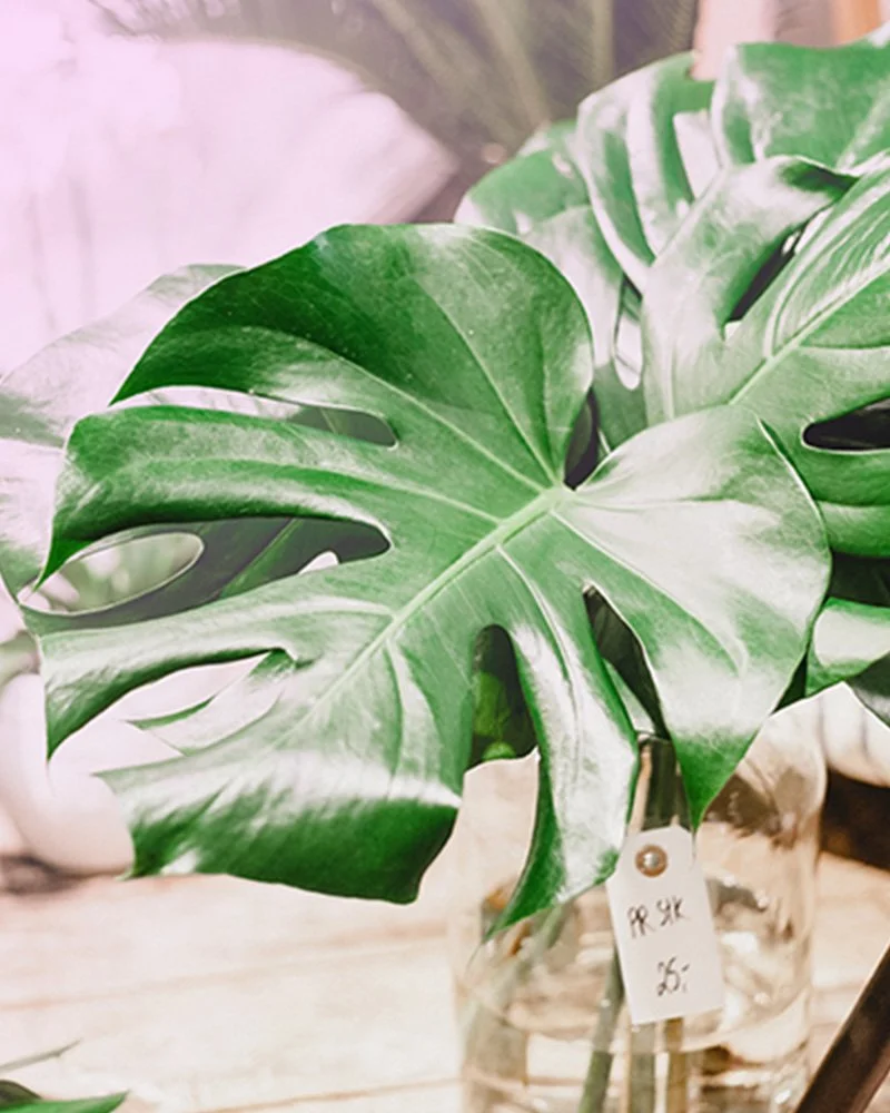 4 reasons houseplants are the perfect Valentines Day gift.
