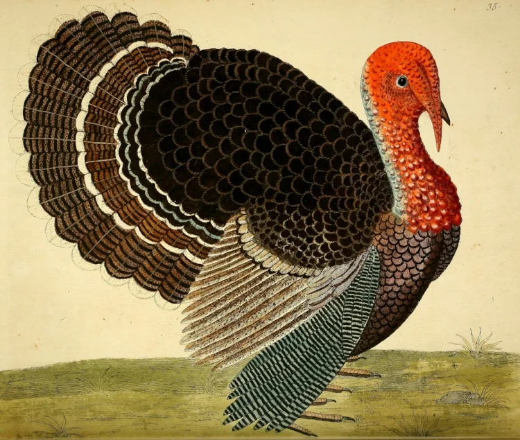 1731 turkey.jpg