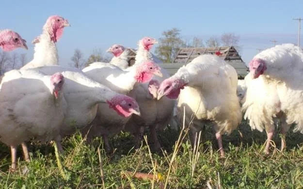 The majestic turkeys of Slothour Pastured Poultry