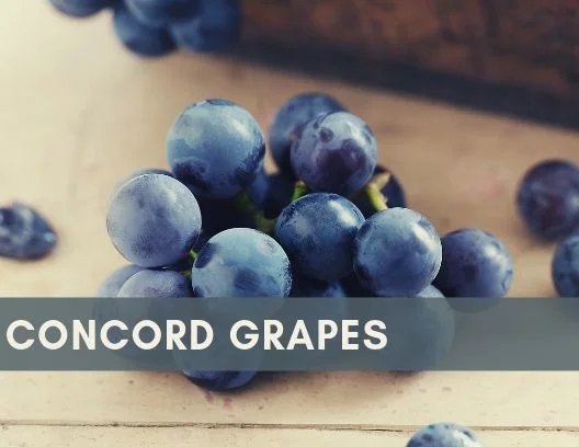 Bred to perfection in 1884 in (you guessed it) Concord, Massachusetts, this all-American grape is hardy, punchy and fun to eat! While most often seen in jams, jellies and grape juice (with that lovely trademark dark color), these beauties are also delicious fresh. Pop them out of their thick skins and eat the tart flesh, or eat them whole for a full dose of antioxidant power.