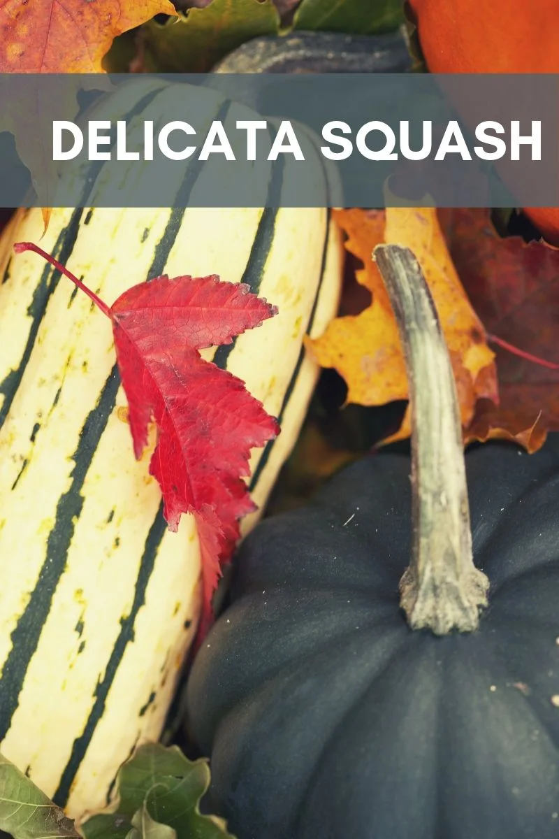 We know, you’ve got squash for DAYS. But the Delicata Squash is a different beast, less sweet than a butternut and more versatile than that spaghetti squash. It also has an interesting nutty quality that makes it great on top of, for example, this kale salad with chickpeas …. Just sayin’. Amazing