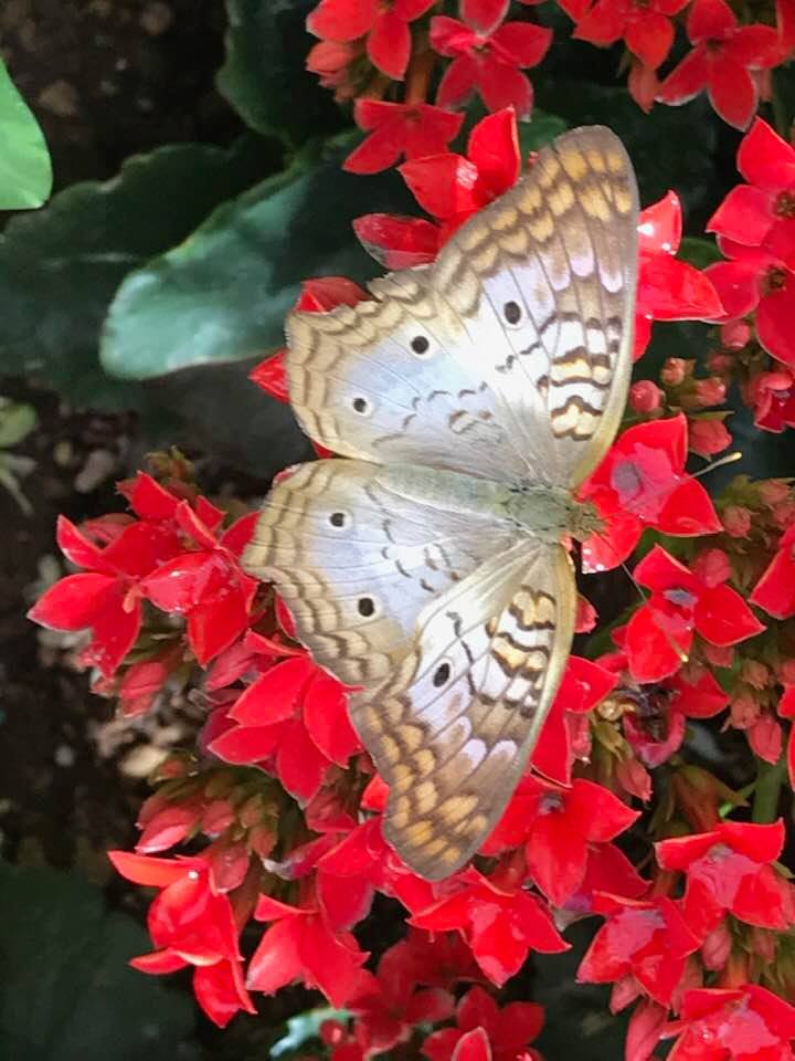 botanical-garden-butterfly