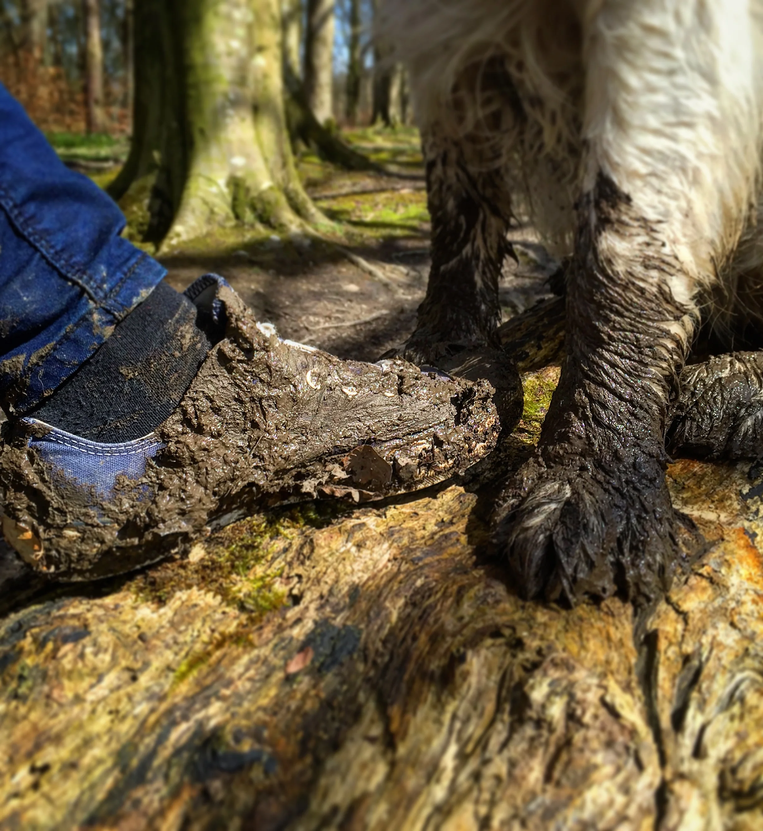 mucky_feet_dog_shoe_helens_bay_to_crawfordsburn_roadtrip_coast_ni_explorer_niexplorer_northern_ireland_blog.jpg