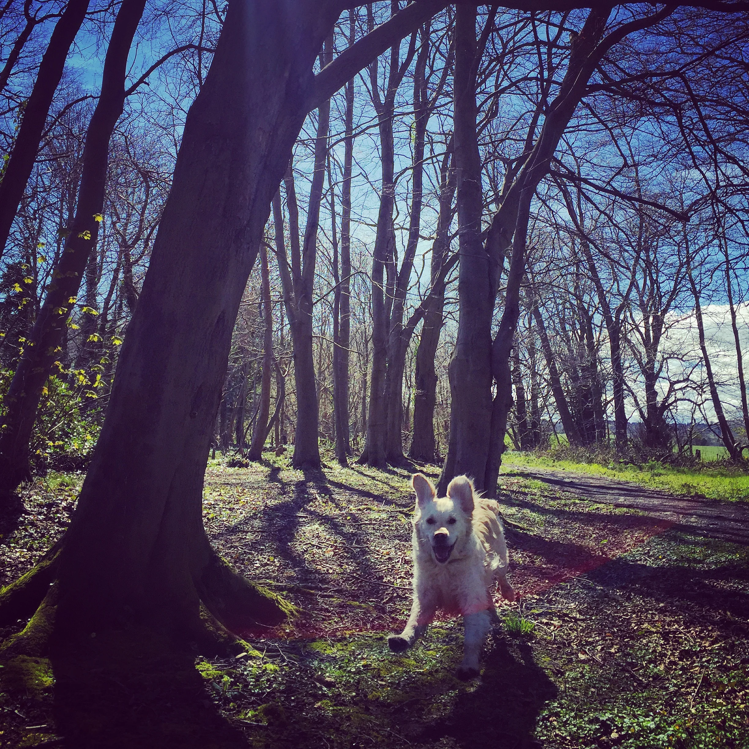running_dog_helens_bay_to_crawfordsburn_roadtrip_coast_ni_explorer_niexplorer_northern_ireland_blog.jpg