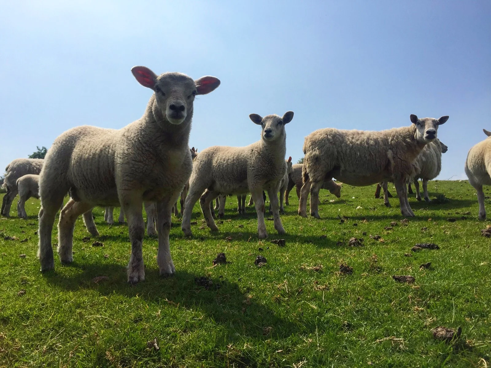 2_sheep_kilkeel_road_silent_valley_spelga_damn_mourne_mountains_ni_explorer_niexplorer_northern_ireland_blog.jpg