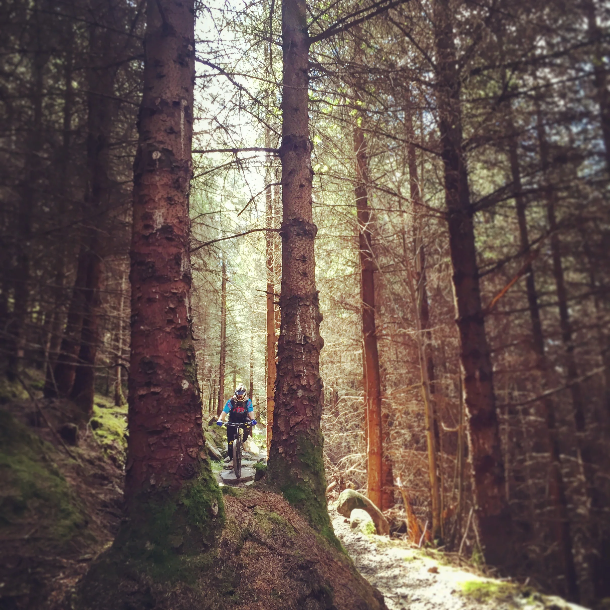 trees_kilbroney_forest_trails_rostrevor_mtb_mountainbiking_ni_explorer_niexplorer_northern_ireland_blog.jpg
