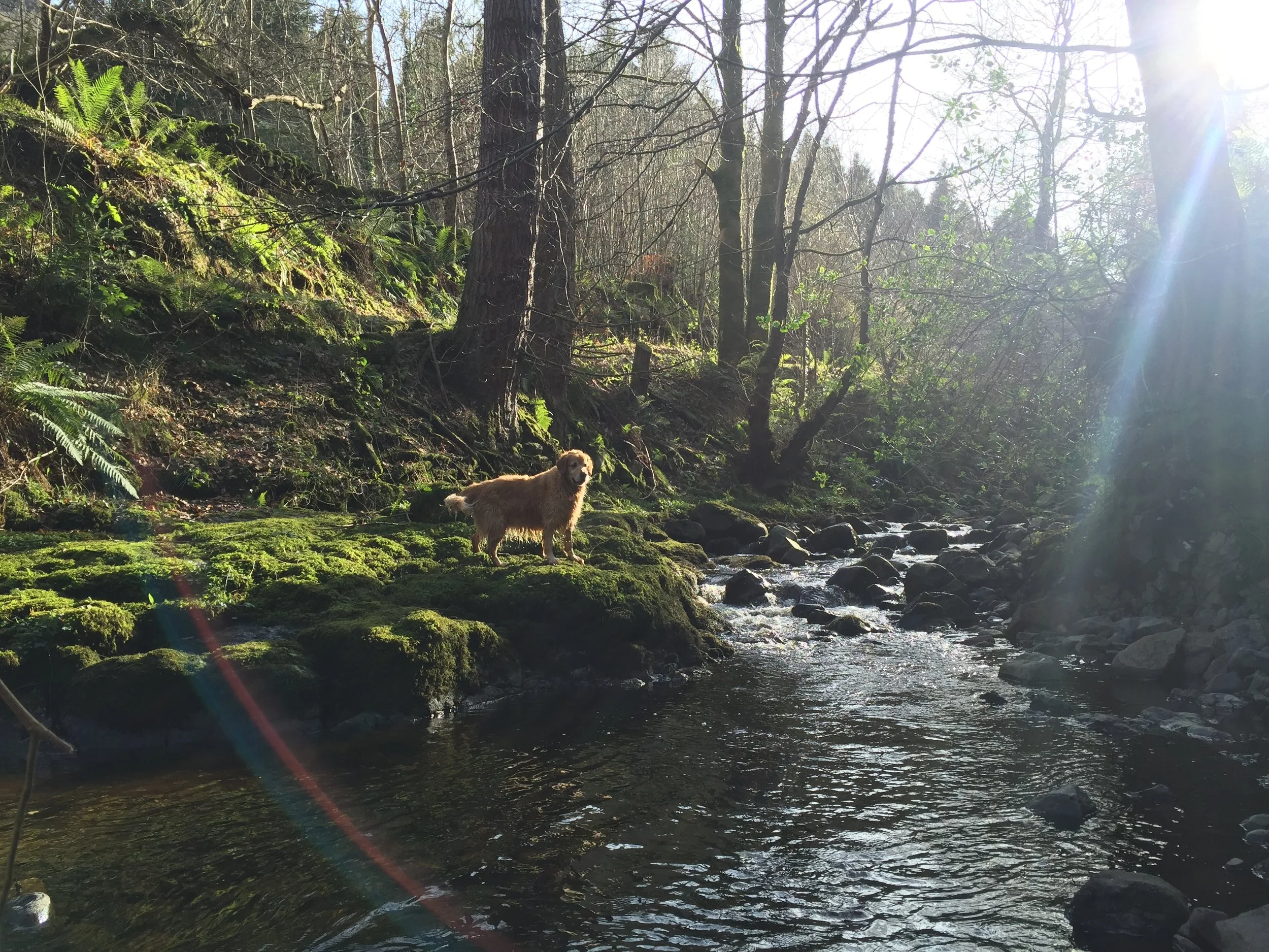 sun_river_forest_golden_retriever_glenariff_glenoe_glenarm_glens_antrim_ni_explorer_niexplorer_northern_ireland_blog.jpg
