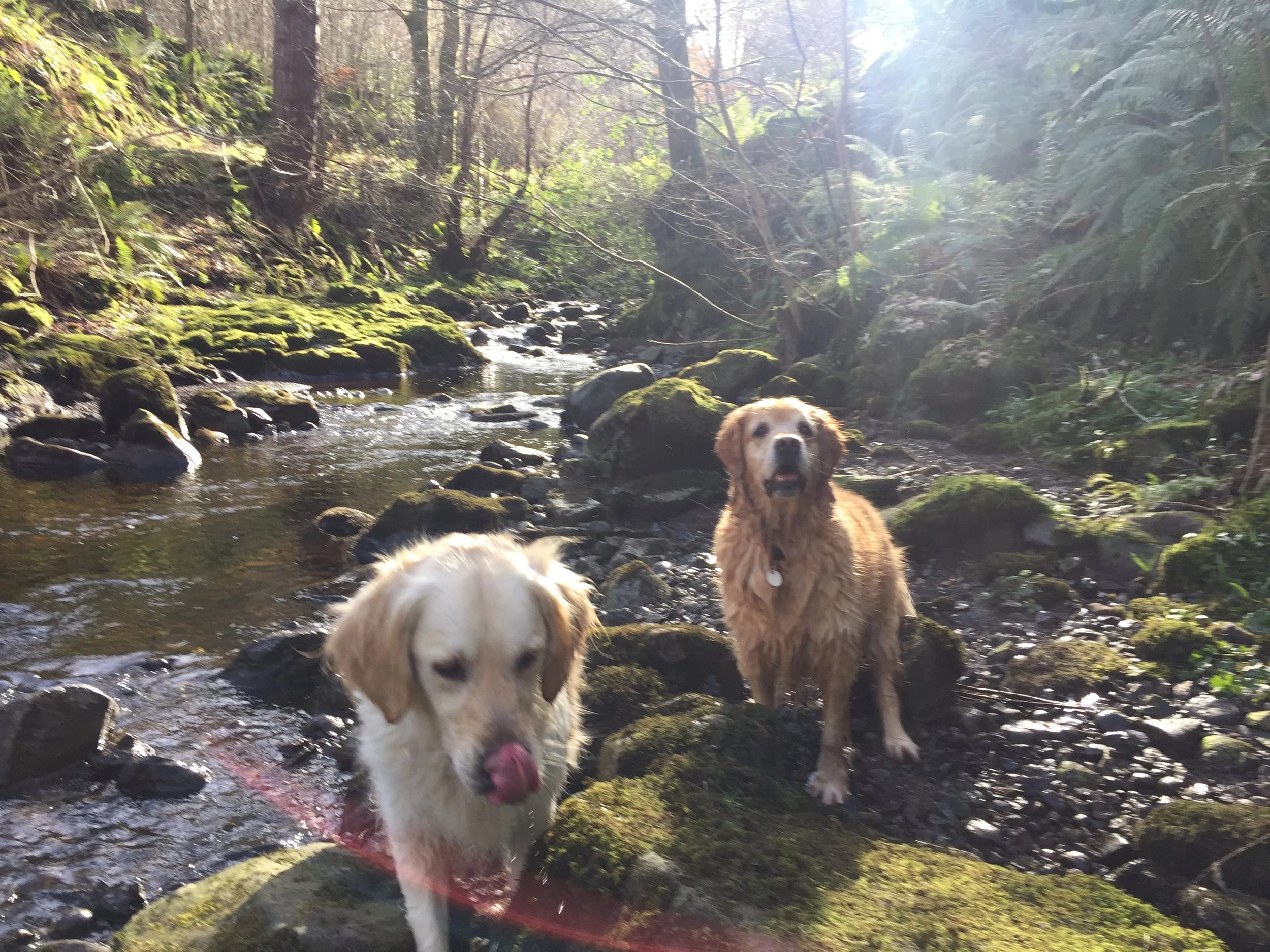 river_forest_golden_retrievers_glenariff_glenoe_glenarm_glens_antrim_ni_explorer_niexplorer_northern_ireland_blog.jpg