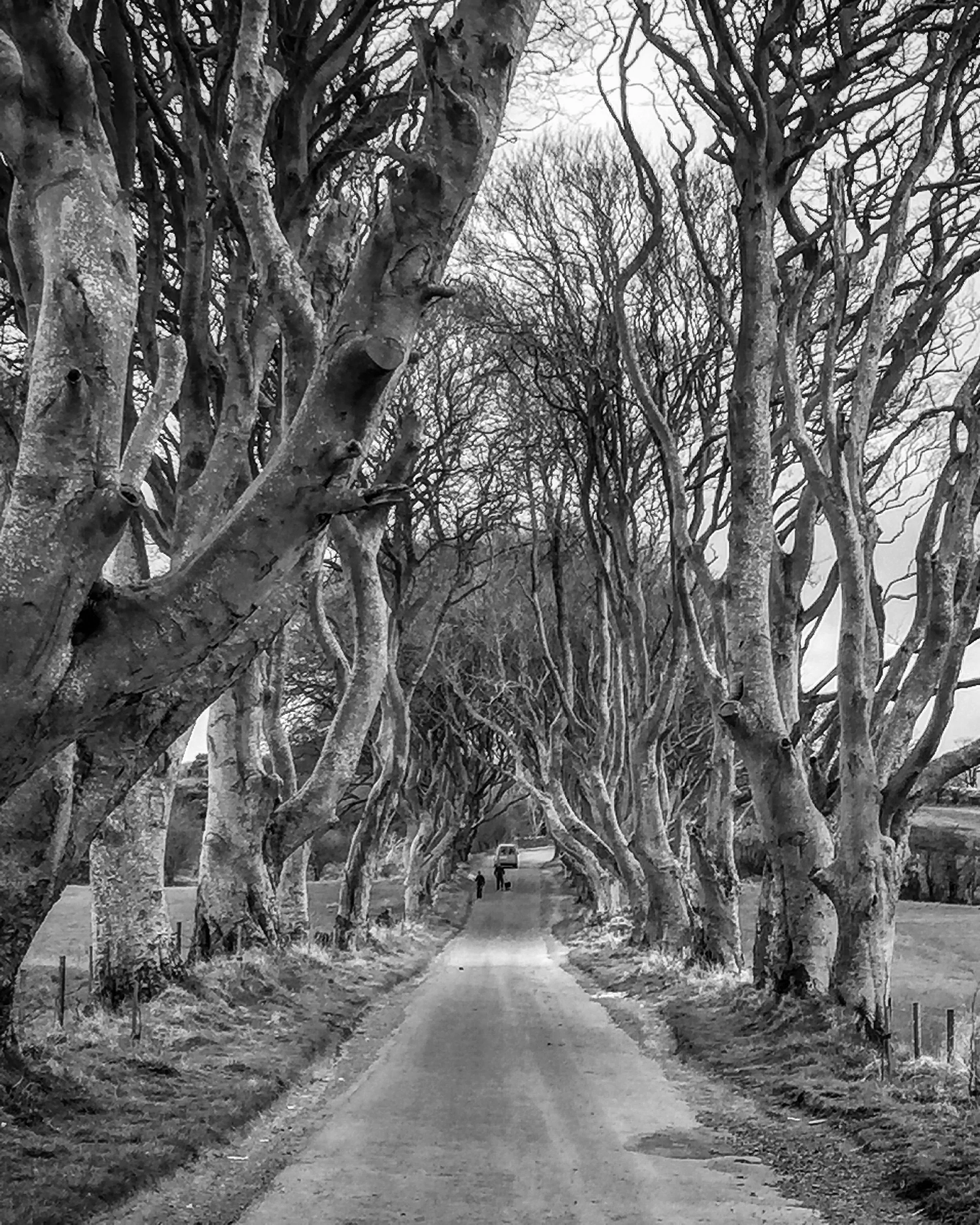 dark_hedges_antrim_roadtrip_ni_explorer_niexplorer_northern_ireland_blog.jpg