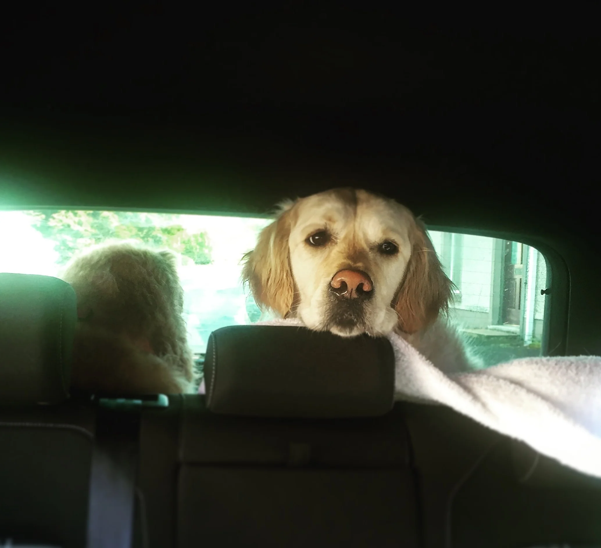 golden_retriever_hollieandmax_rock_causeway_antrim_coast_ni_explorer_niexplorer_northern_ireland_blog.jpg